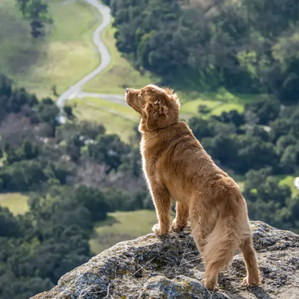 Hund auf Berg