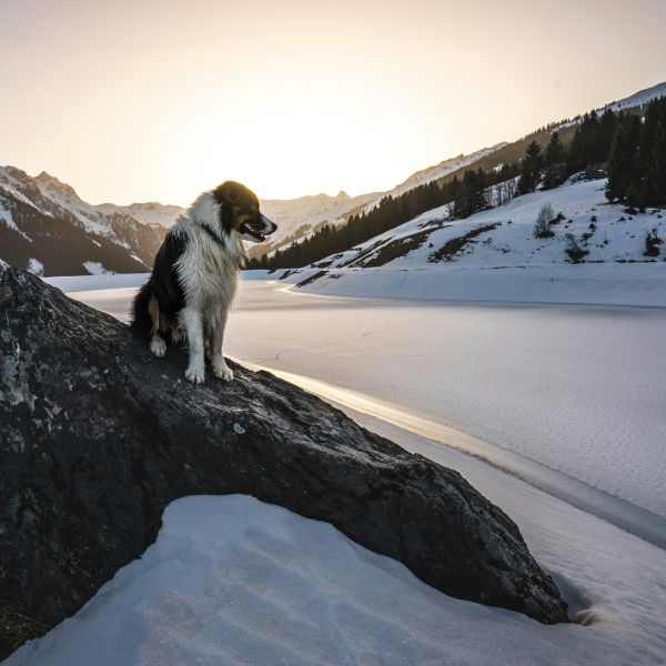 Mann mit Hund